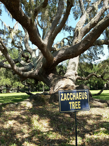 Zaccharus Tree