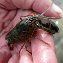 Bigclaw snapping shrimp