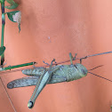 Migratory locust