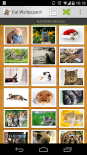 免費下載娛樂APP|Cat Wallpapers! app開箱文|APP開箱王