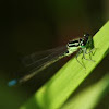 Green dragonfly 
