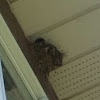 Sparrow Nest