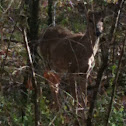 White-tailed Deer Yearly.