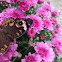 Common Buckeye