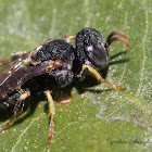 Square-headed Wasp