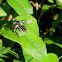 White-footed Leaf-cutter Bee