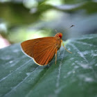 Common redeye butterfly