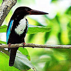 White throated kingfisher