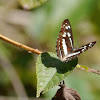 Chestnut streaked Sailor