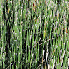 Horsetail