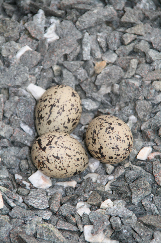 Venes, oystercatchers eggs