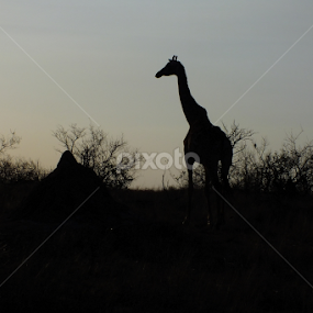 Silhouette of a Giraffe! by Piet  Grobler - Animals Other Mammals