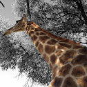 giraffe of South Africa