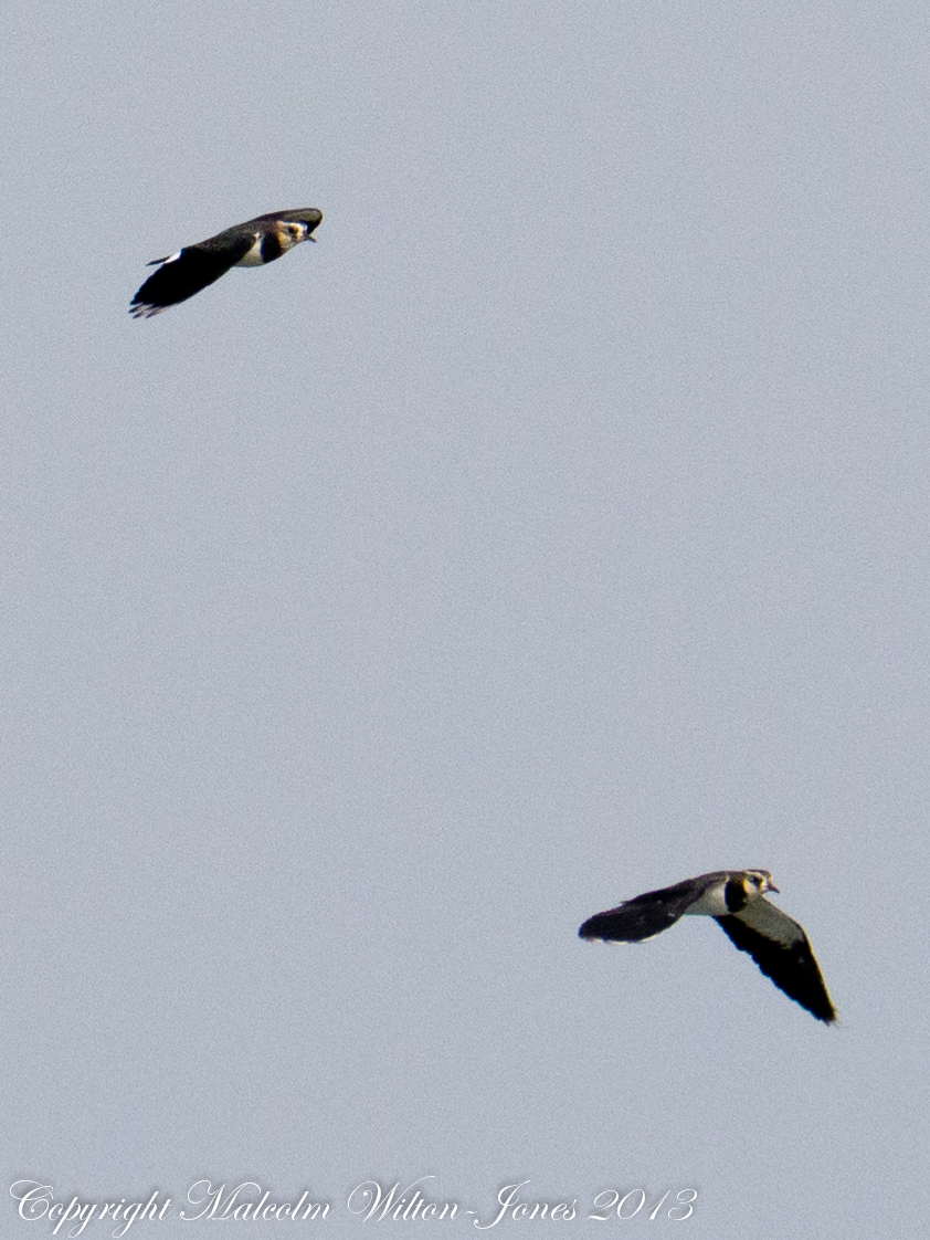 Lapwing