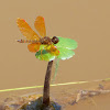 Eastern Amberwing dragonfly (male)
