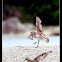 Lesser Sand Plover