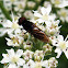 Chrysogaster solstitialis hoverfly