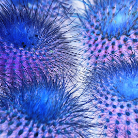 horny plant seen by me by Justani Joni - Flowers Flower Gardens