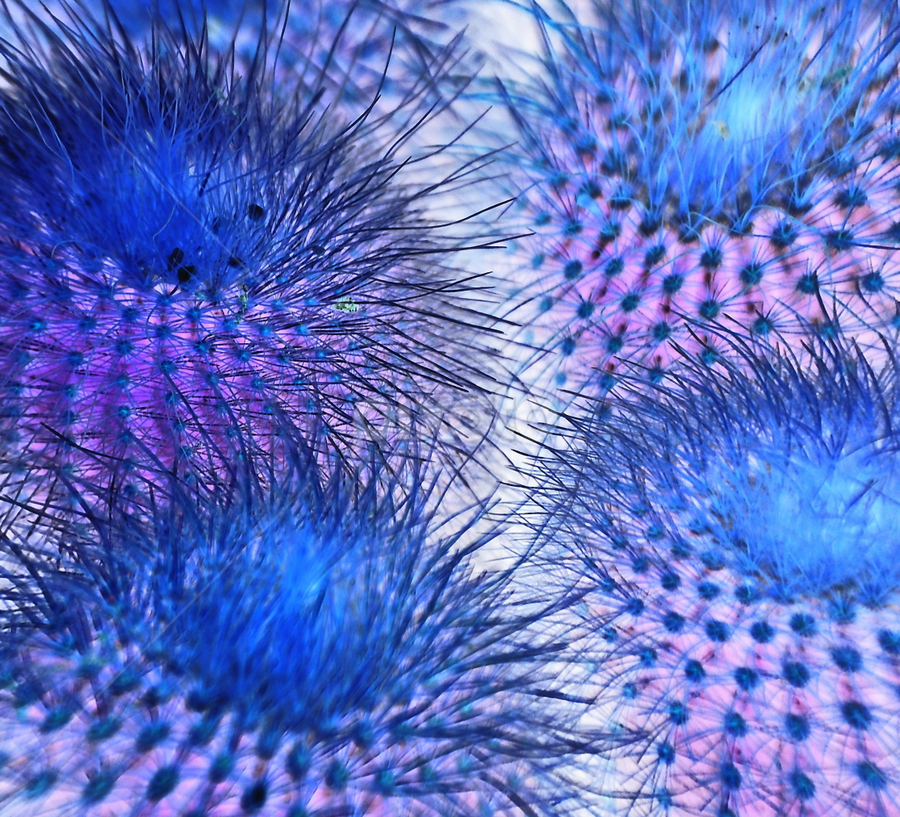 horny plant seen by me by Justani Joni - Flowers Flower Gardens