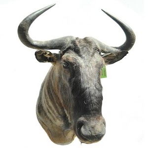 Serengeti Sightings.apk 2.0.1