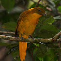 Golden Bower Bird