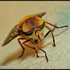 Horsefly (male and female)