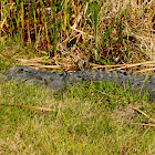 American Alligator