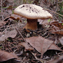 Some fungus