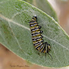 Monarch Caterpillar