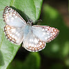 orcus checkered skipper