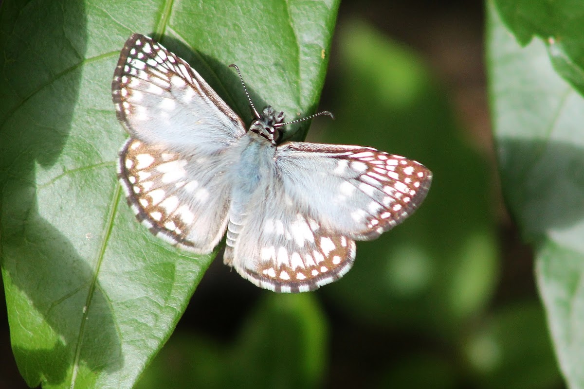 orcus checkered skipper