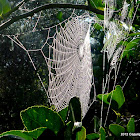 Spider web from Silver Orb-weaver Spider