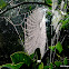 Spider web from Silver Orb-weaver Spider