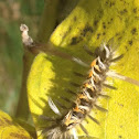 Milkweed tussock moth