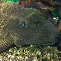 Sailfin Pleco