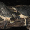 African Helmeted Turtles