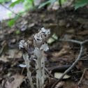 Indian Pipe 