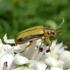 Elm Leaf beetle
