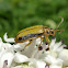 Elm Leaf beetle