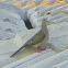 Mourning Dove