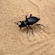 Desert Stink Beetle