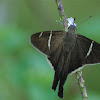 Long tailed skipper