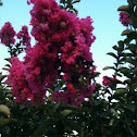 A pink flower tree