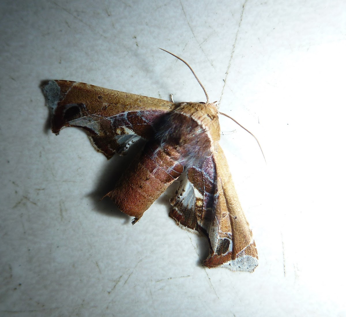 "Beautiful Eutelia Moth"