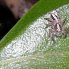 Parabatinga brevipes spider