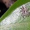 Parabatinga brevipes spider