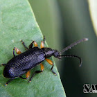 Long-jointed Darkling beetle