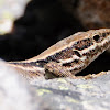 Common wall lizard, lagartija roquera