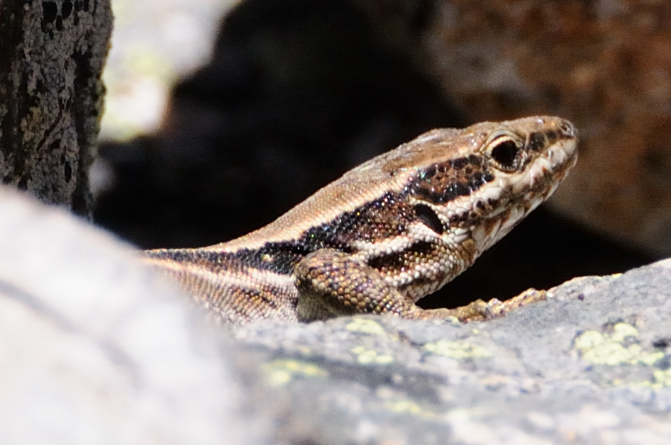 Common wall lizard, lagartija roquera