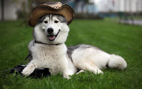 How to install Husky - HD Wallpapers lastet apk for bluestacks